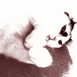 Bastet