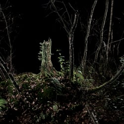 »Waldraum«