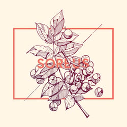Sorbus – Eberesche