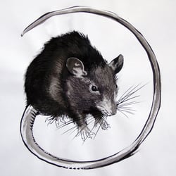 Maus, Tusche auf Aquarellpapier