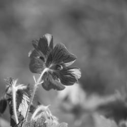 Flowers Mai 2014 Foto Übungen