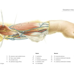 Dissection arm