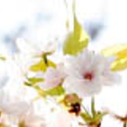Frühling