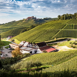 Weinfotografie im Weinparadies Durbach, Ortenau, Baden