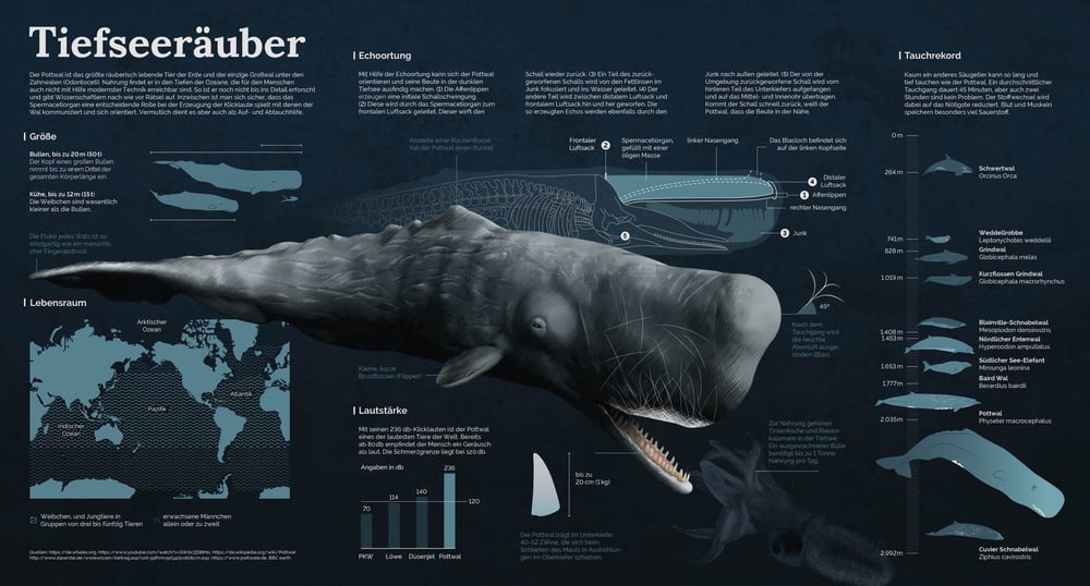 Pottwal Infografik 01