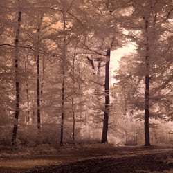 forest in sinking sun