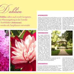 dahlien-seite3 neu2