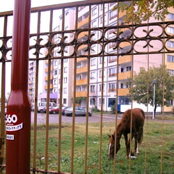 003-010 Sofia 001