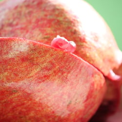 Granatapfel November 2012
