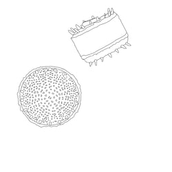 Diatomeen (Algen)