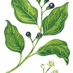 Illu für Etikett Produktreihe Naturprodukte
