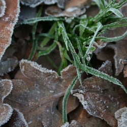 Eiskristalle