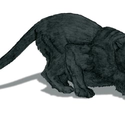 Panther (Bleistiftskizze, in Photoshop weiterbearbeitet)