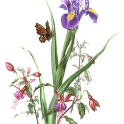 Iris und Fuchsien – Aquarell