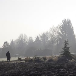 Morgennebel