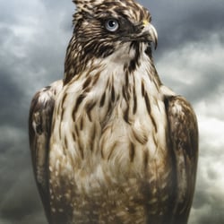 Adler
