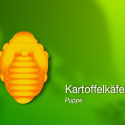 Kartoffelkäfer, Puppe