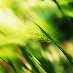 Grasses in the wind