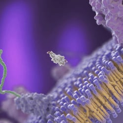 Medizinische 3D Animation / Serro Kontrazeptiva / ÖstrogeninZelle / Hormonrezeptor mRNA Transkription