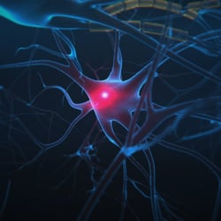 Nervensystem