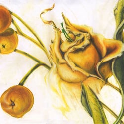 blume