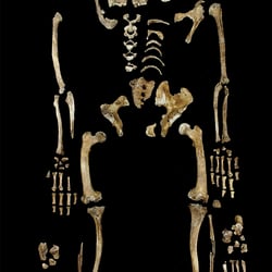 pht 8