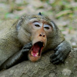 Affe