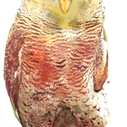 Eule Illustration