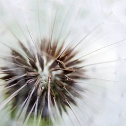Pusteblume