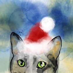 Mr. Meow