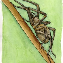Wanderspinne