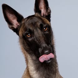 Malinois