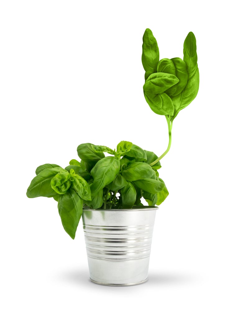 SpiceRock – Kundenauftrag – Compositing
