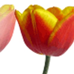Tulpen