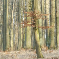 Wald