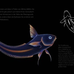 Greandierfisch
