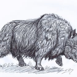 Wollnashorn