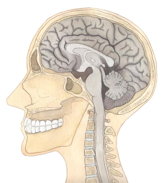 Medizinische Illustrationen – Brachoradialer Pruritus