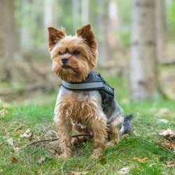 Tiere
