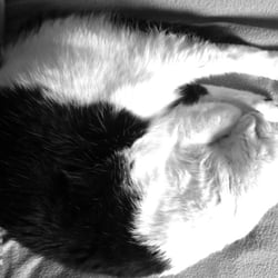 Bastet sleeping