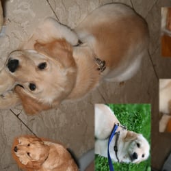 Collage Hund