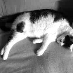 Bastet in Black and White 20