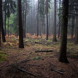 Battue – Treibjagd Forstrevier Gross Wismar