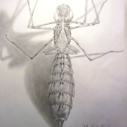 libellenlarve A3