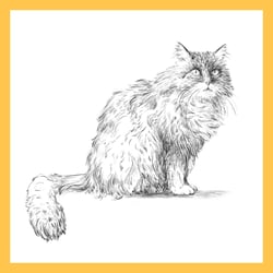 Katze 1−100