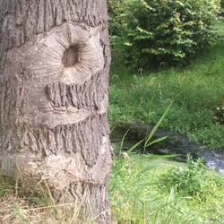 Natur 2012 Bäume