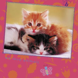 cats6a
