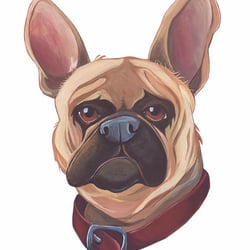 Französiche Bulldogge