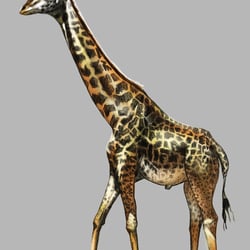 Eine Giraffe ;)