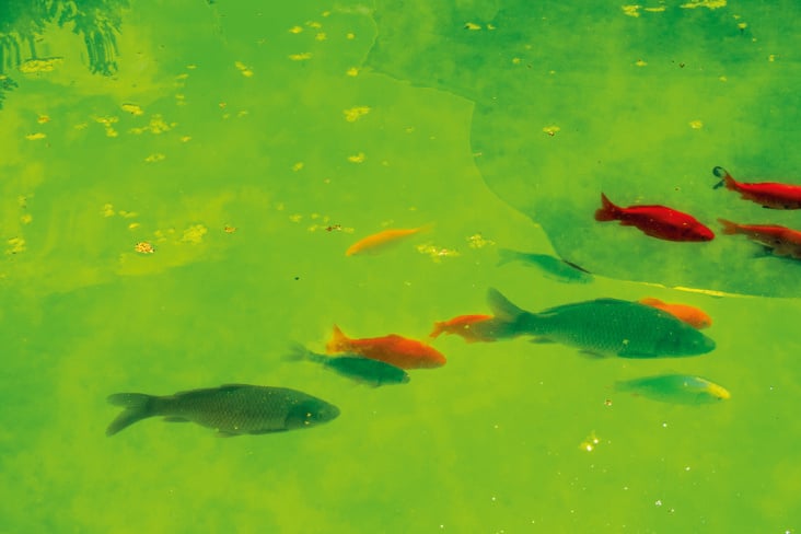 Fische